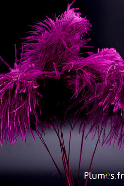 Panicule autruche - 35-40 cm - fuchsia-gris naturel